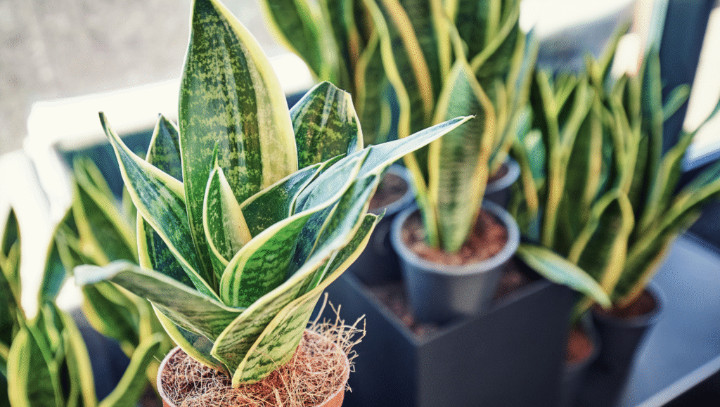 01. Snake Plant Sansevieria trifasciata