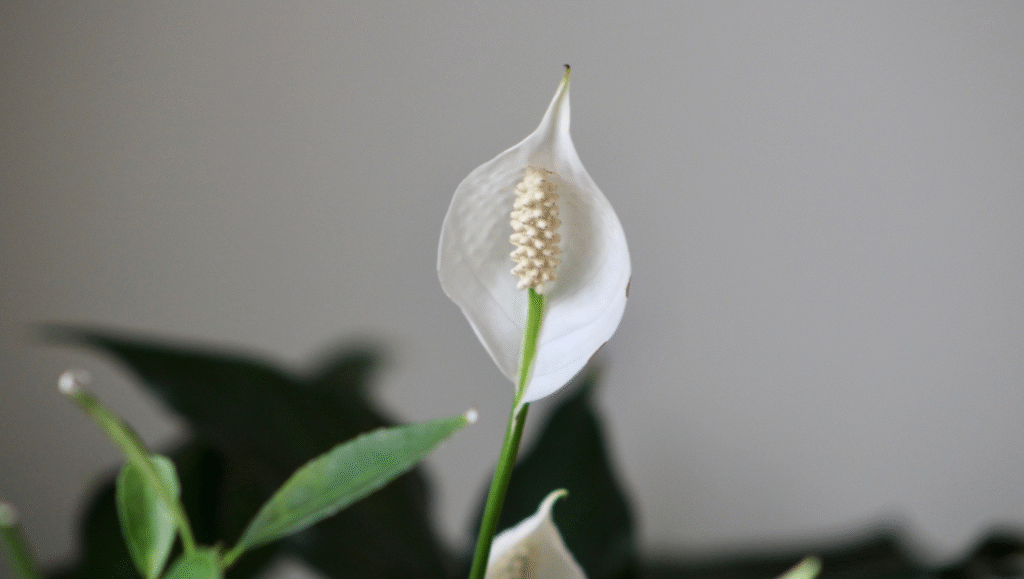 02. Peace Lily Spathiphyllum 1