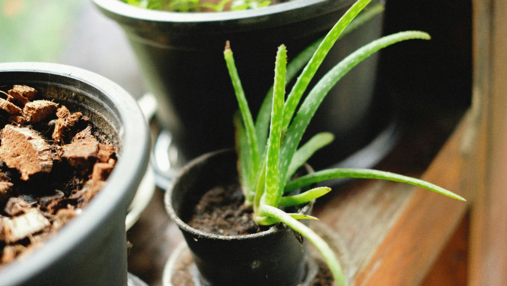 03. Aloe vera