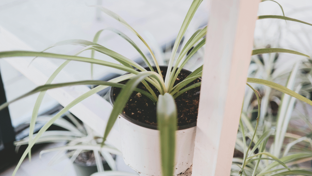 04. Spider Plant Chlorophytum comosum 1