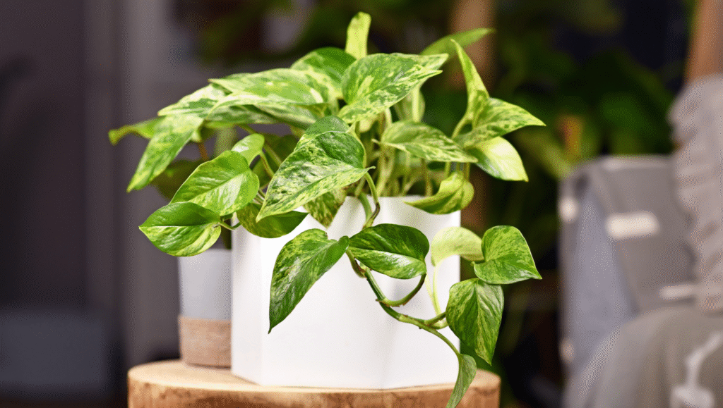 05. Pothos Epipremnum aureum