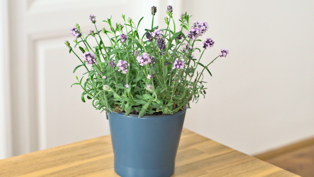 07. Lavender