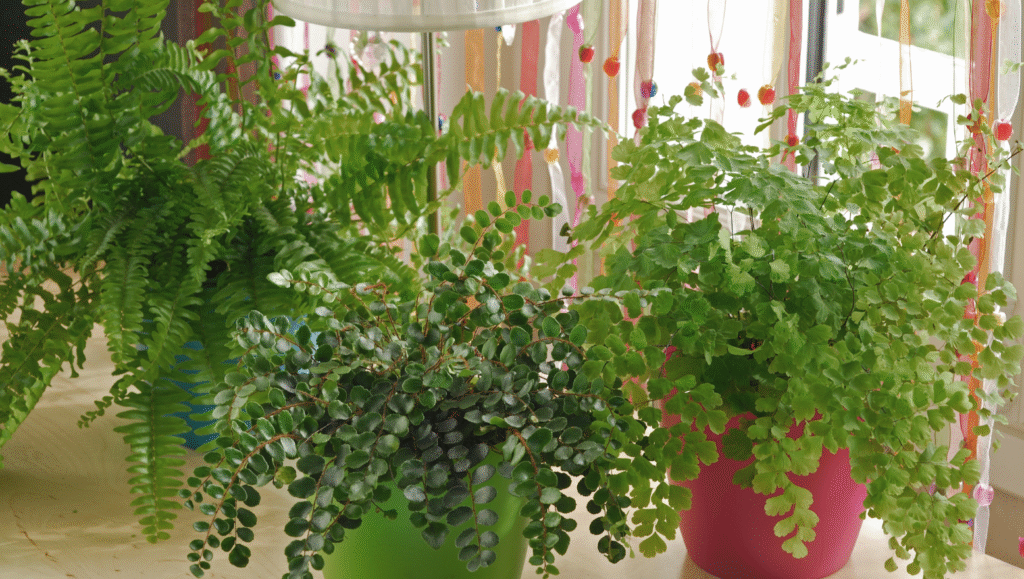 08. Ferns Boston Fern or Similar Varieties 2