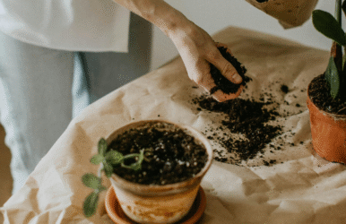 Indoor plants for Older Australians