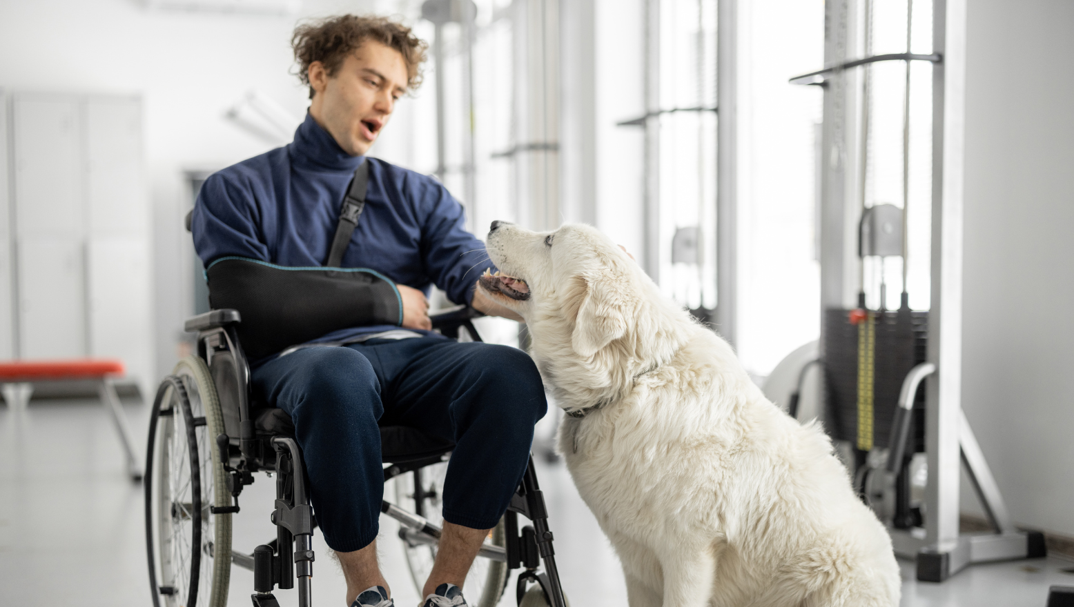 Animal therapy vs. Animal-assisted therapy